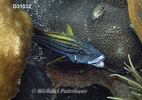 Spanish Grunt (Haemulon macrostomum)